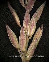 Teocintle 198 Zea perennis.jpg