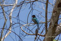 ZAPF0555 Trogon caligatus.jpg