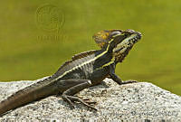 CNS1343 Basiliscus vittatus.jpg