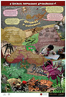 Arañas Español.jpg