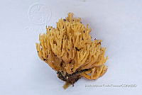 ZAPF 0622 Ramaria stricta.jpg