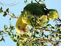 MCS IM0190 Amazona oratrix ssp. Tresmariae.jpg