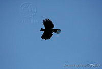 XVP0034 Cyanocorax dickeyi.jpg