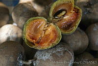 ARS00569 Manilkara zapota.jpg