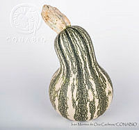 IMDOC2755 Cucurbita argyrosperma.jpg