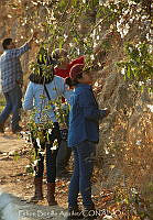 FBA1324 Gossypium hirsutum.jpg