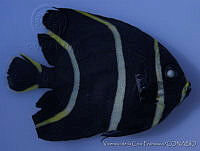 FVC0189 Pomacanthus paru.tif