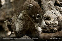 18 - ldiaz_coati.jpg