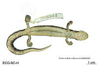 ME006 herp SCLC 0276 Bolitoglossa flaviventris - (Schmidt, 1936).jpg