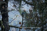 LEMH042 Cyanocitta stelleri.JPG