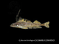 CICIMAR0563 Zaniolepis latipinnis.jpg