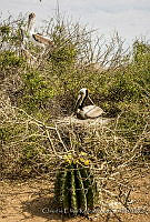 CERR02 Pelecanus occidentalis.JPG