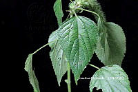 ME010 JA 00260 Acalypha rhombifolia Schltdl..JPG