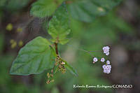 RRR0109 Boerhavia erecta.jpg