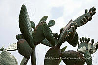 ZAPF0349 Opuntia sp..jpg