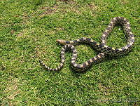 ETB0030 Pituophis deppei.jpg