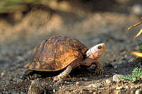 GC0085 Terrapene carolina.jpg