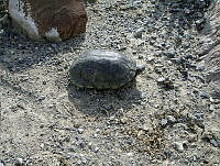JBL0003 Terrapene coahuila.jpg