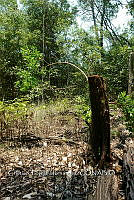 FN005 5 164 Batis maritima.jpg