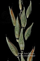 Teocintle 065 Zea luxurians.jpg