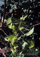 DK2131 Ipomoea batatas.jpg