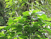 JF092 0366 Acalypha macrostachya.jpg