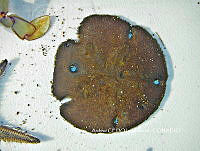 NBA0061 Encope micropora.JPG