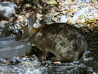 MCS IM0127 Sylvilagus graysoni graysoni.jpg