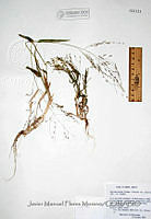 JMFM007  Panicum alatum var. alatum.JPG