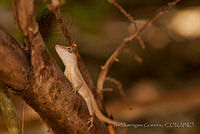 IDG0502 Anolis sericeus.jpg