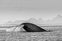 MN6FS 0115 Balaenoptera musculus.jpg