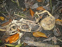 MRR048 Cardisoma guanhumi.jpg