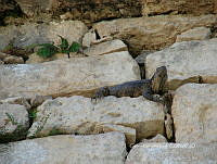 CGL4993 Ctenosaura pectinata.jpg
