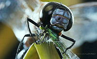 DS01 Odonata.jpg