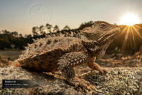 VNN6 020 Tomando el sol.jpg