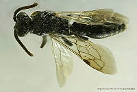 AGDE019-299 Krombeinia veracruzae.jpg