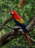 ELC0063 Ara macao.jpg