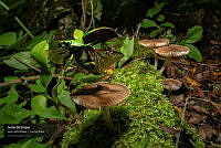 VNN6 011 Gemas del Bosque.jpg