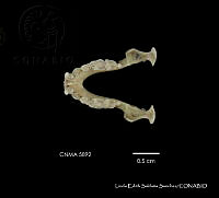 LESS 0361 Artibeus hirsutus.JPG