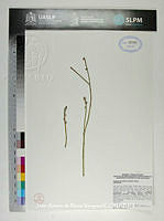 JAdNV0213 Rhipsalis baccifera.JPG