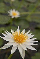 imontes_Nymphaea elegans (3).jpg
