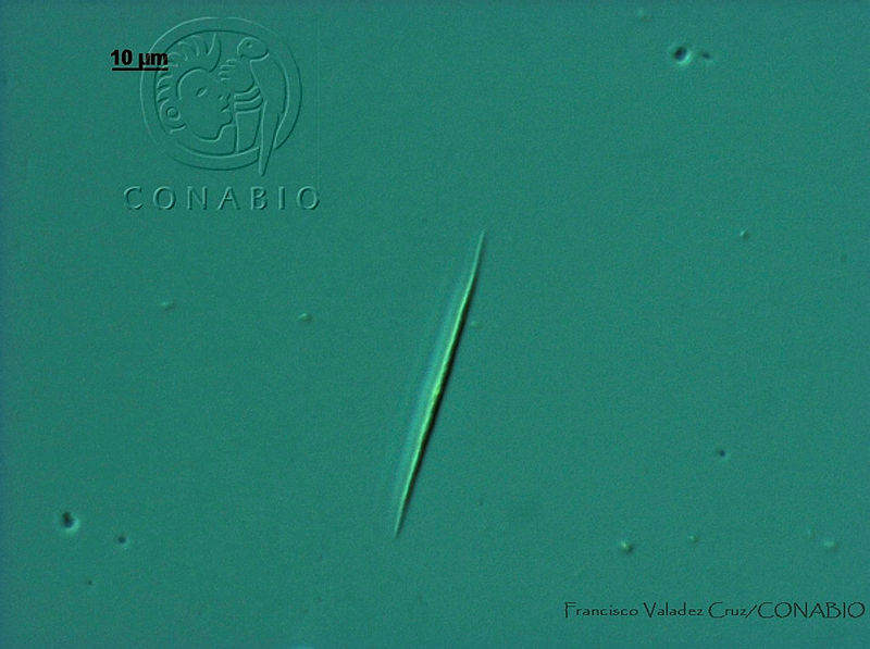 FVC0096%20Monoraphidium%20griffithii.jpg.nyfB9Pr0MXGFVa9hQA3g0JtbmFja29CbnFuZ3NAbXJ6LGtwZwA.5nVNo93fMq
