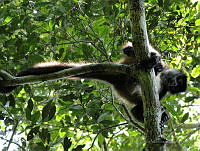 TDJOM003 Ateles geoffroyi.jpg