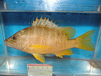 FMZ 0085 Lutjanus apodus.JPG