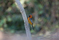 MGaves 1937 Icterus cucullatus.jpg