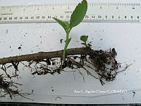 AACH 0011 Kalanchoe pinnata.jpg