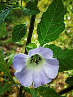 RG016 0878 Nicandra physalodes.jpg