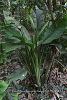 SG019 0370 Spathiphyllum cochlearispathum.jpg
