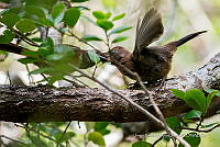 JRRO0397 Troglodytes pacificus.jpg