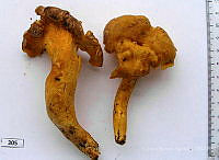 CBA0134 Cantharellus cibarius.JPG